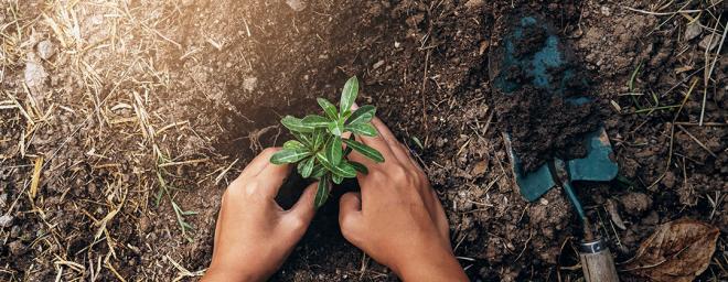 Planting in the garden 